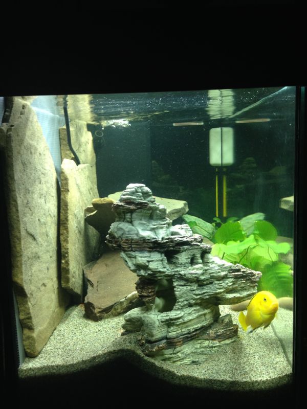 Acquario Caeruleus3