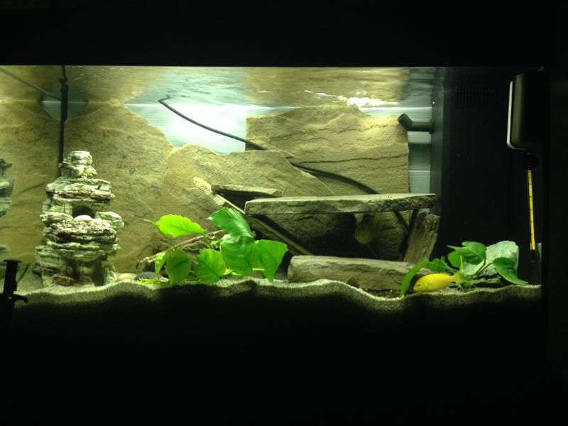 Acquario Caeruleus4