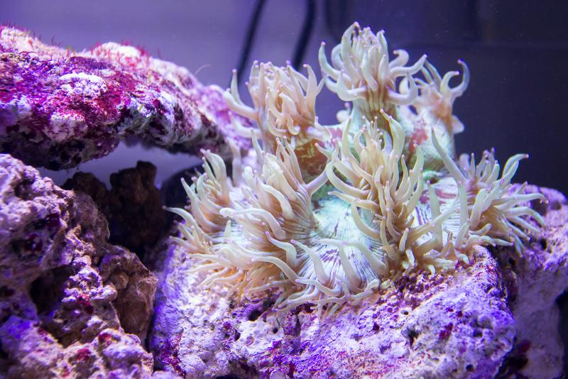 Catalaphyllia (Corallo Lps)