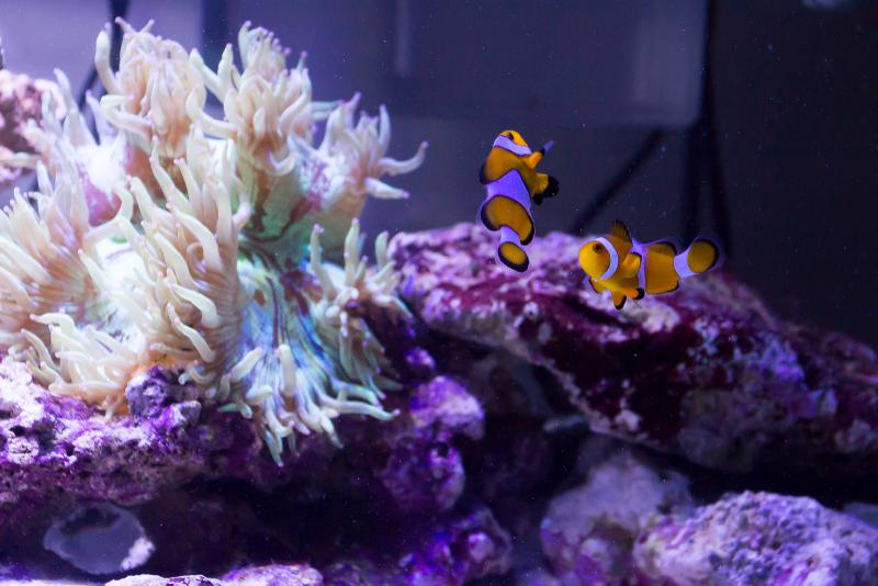 Coppia Amphiprion ocellaris