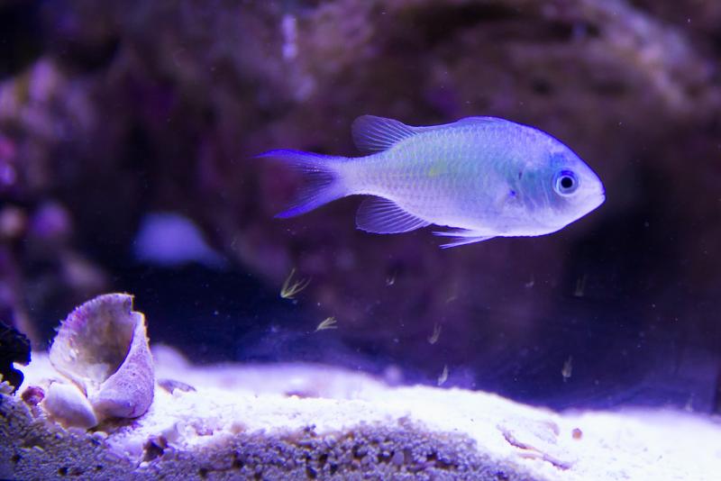 Uno dei miei tre esemplari di Chromis Viridis