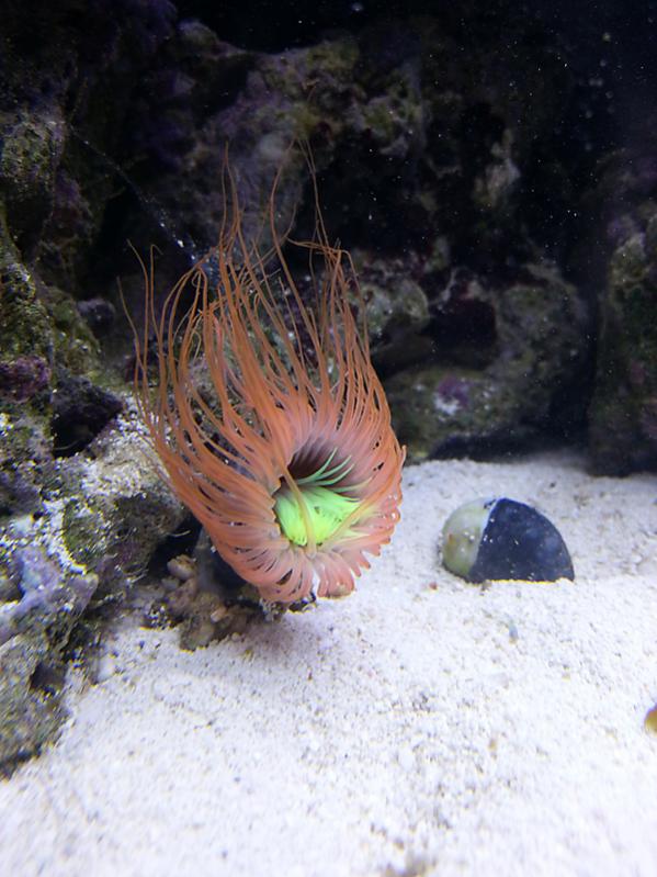 cerianthus orange