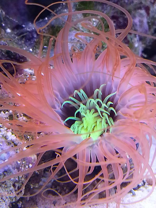 cerianthus orange macro