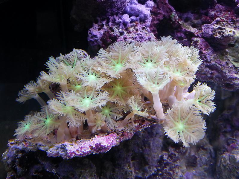 clavularia sp