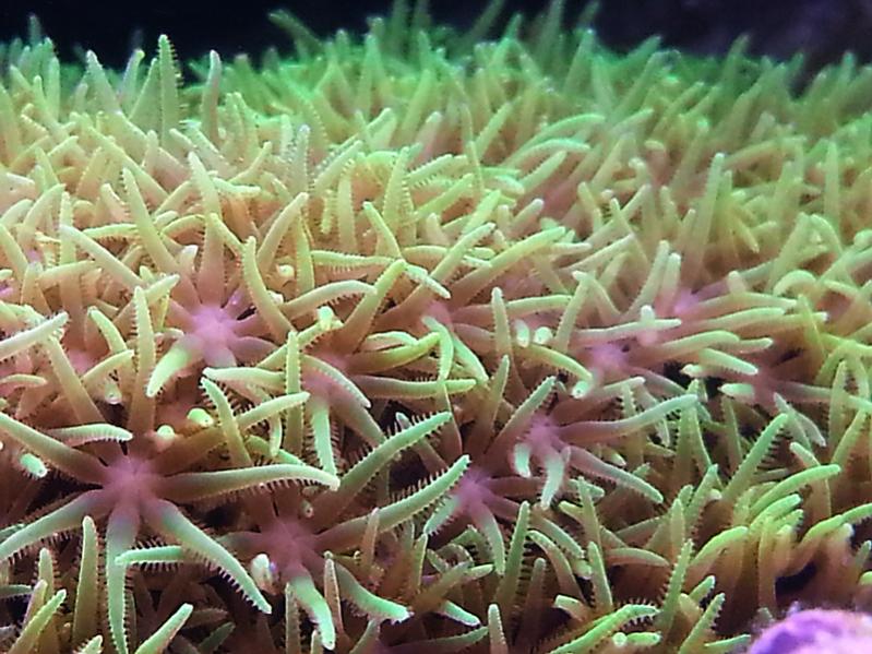 pachyclavularia violacea macro