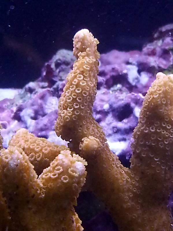 montipora digitata rossa