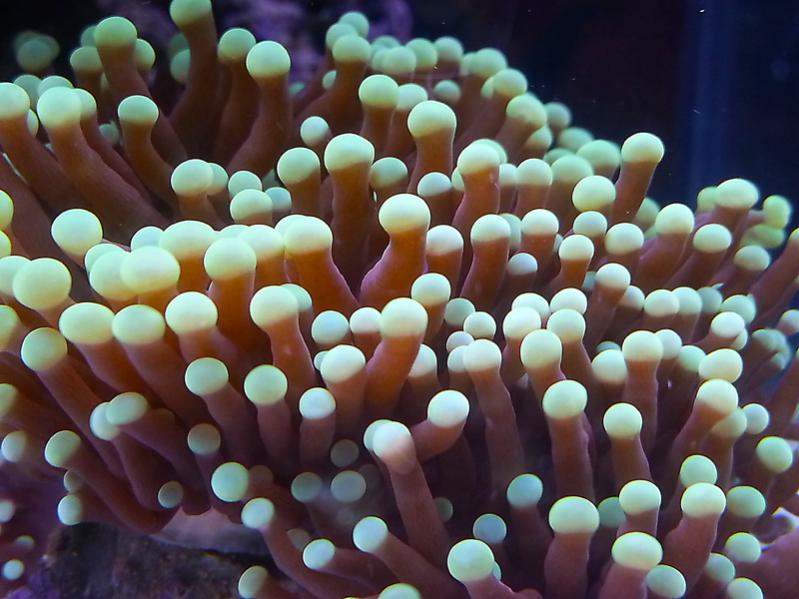 euphyllia glabrescens
