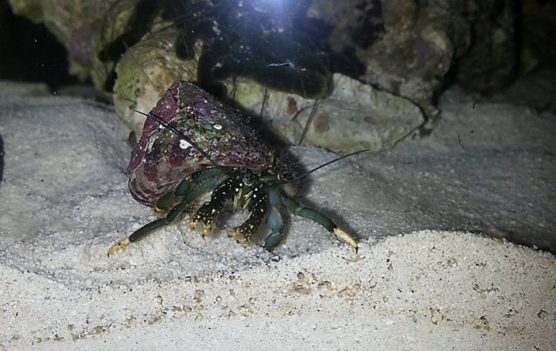 clibanarius viridis