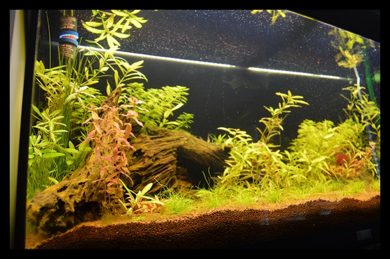 DSC 0260 s