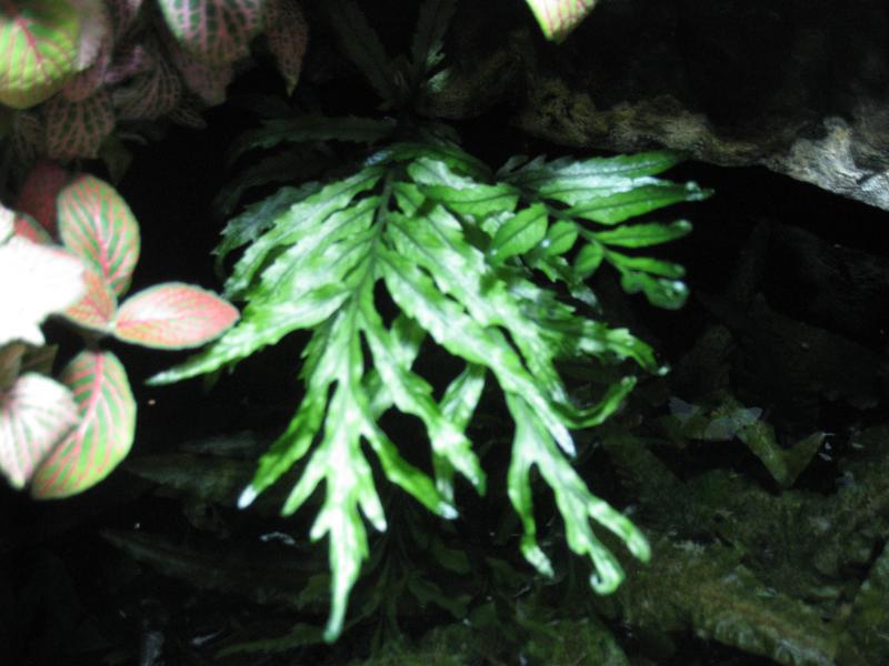 Bolbitis heudelotii emersa