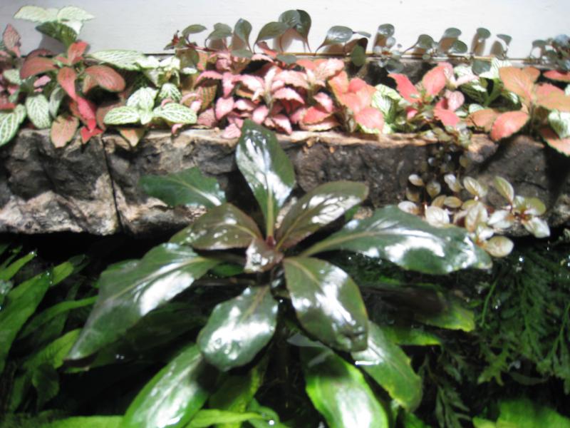 Lobelia cardinalis in emersione