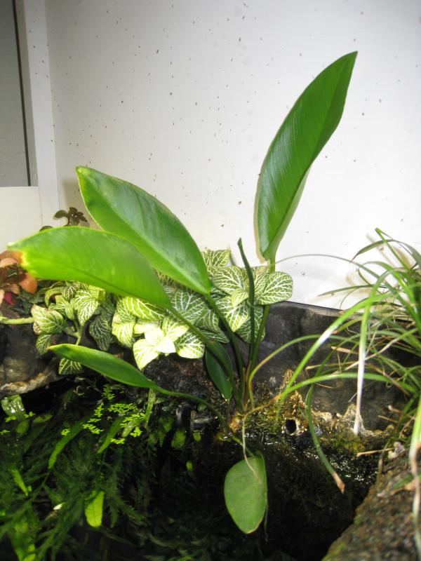 Anubias lanceolata in emersione