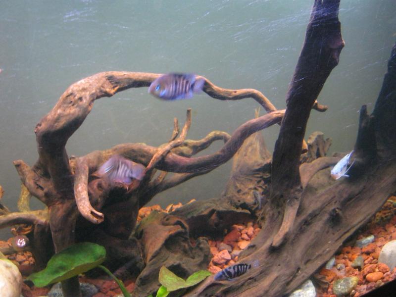 Acquario in prospettiva
