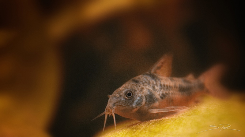 Femmina adulta di Corydoras paleatus F0 - Rio Paran (Brasile)