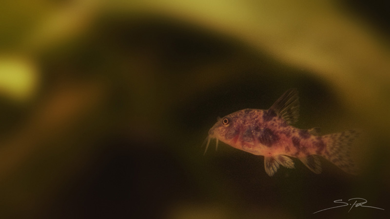 Avannotto di Corydoras paleatus F1 - Rio Paran (Brasile)