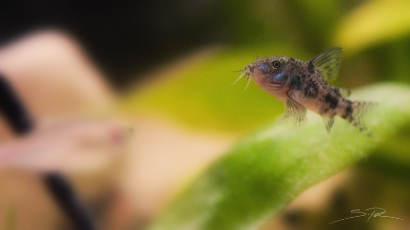 Avannotto di Corydoras paleatus F1 - Rio Paran (Brasile)