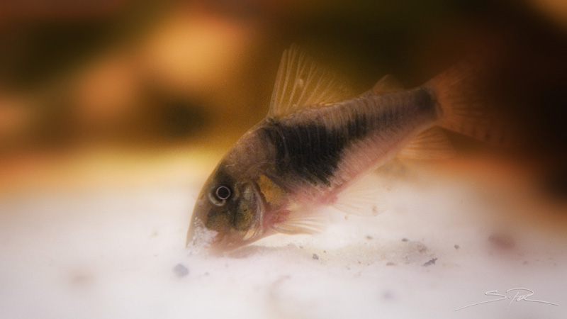 Maschio adulto F0 di Corydoras simulatus - Rio Meta (Colombia)