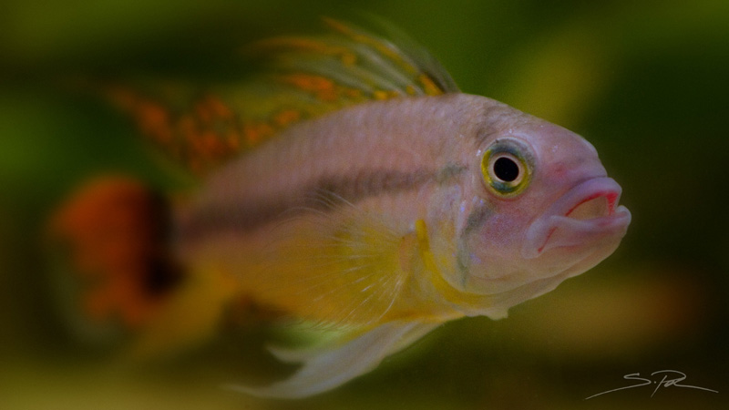 Maschio di Apistogramma cacatuoides "Orange"