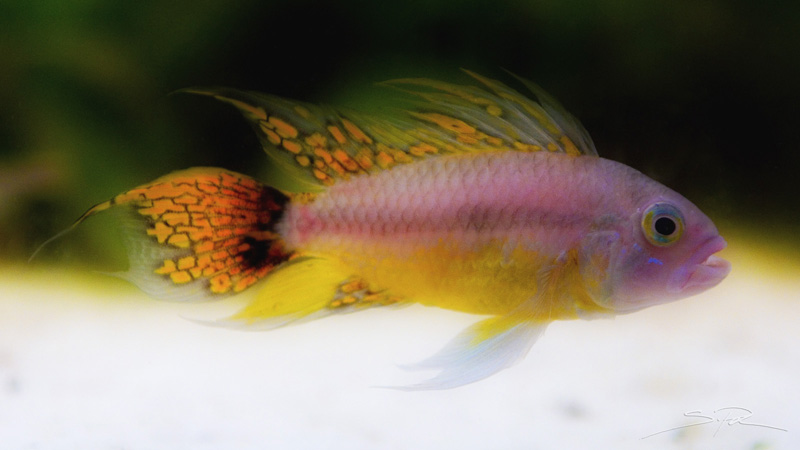Maschio di Apistogramma cacatuoides "Orange"