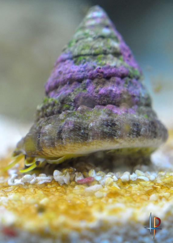 Il primo abitante dell'acquario: Turbo! Ci  stata regalata insieme alle rocce e alla xenia dal suo ex proprietario. Che si pu dire, sicuramente una lavoratrice lenta ma inesorabile.