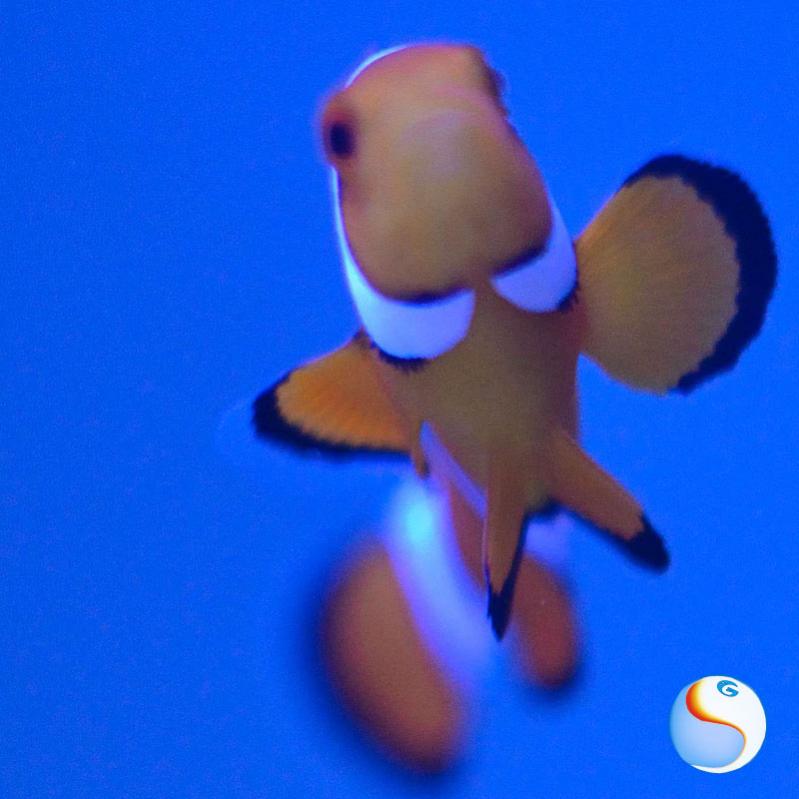 Ecco uno dei miei insulsi pesci pagliaccio: Zitto (della coppia Zitto e Nuota)... sempre fermi sul solito insulso angolo... alla faccia del reef e del comportamento naturale!