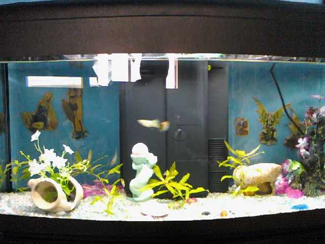la mia guppina bellissima