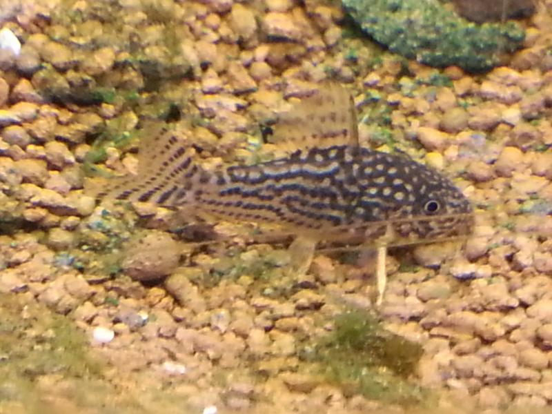 Corydoras sterbai