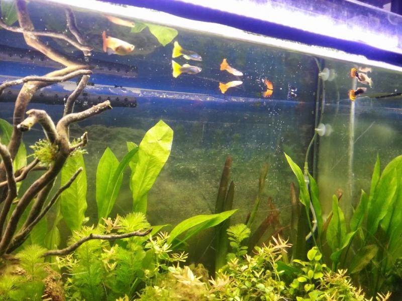 Il primo gruppo di Guppyni