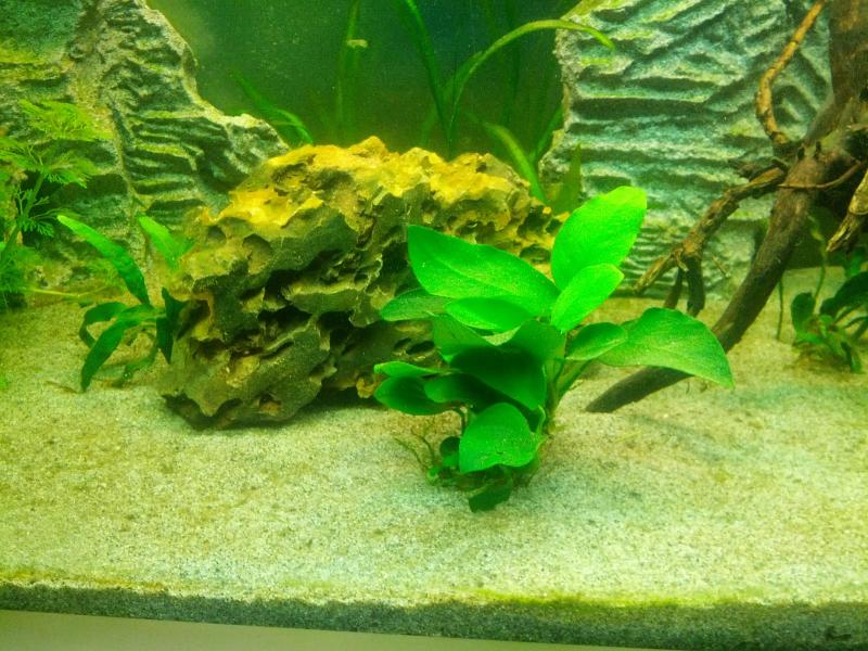 Anubias Nana e Dragon Stone