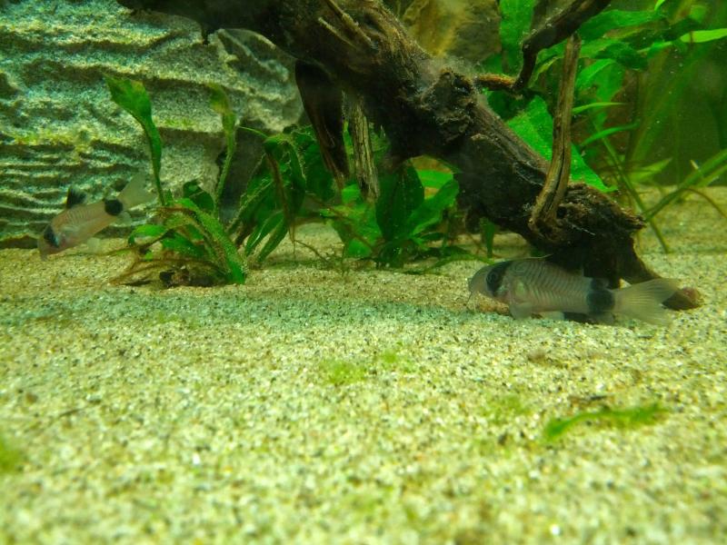 Corydoras Panda