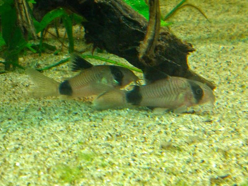 Corydoras Panda