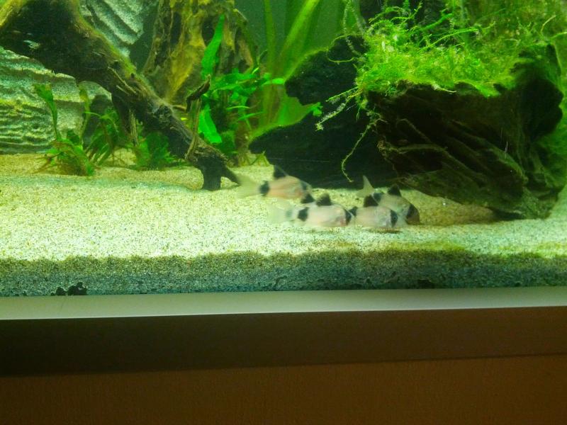 Corydoras Panda