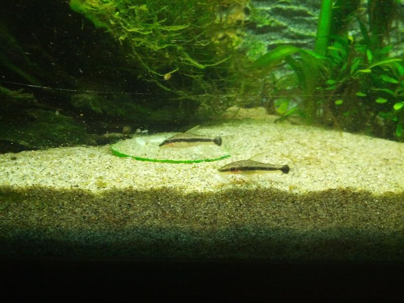 Otocinclus Macrospilus e zucchina