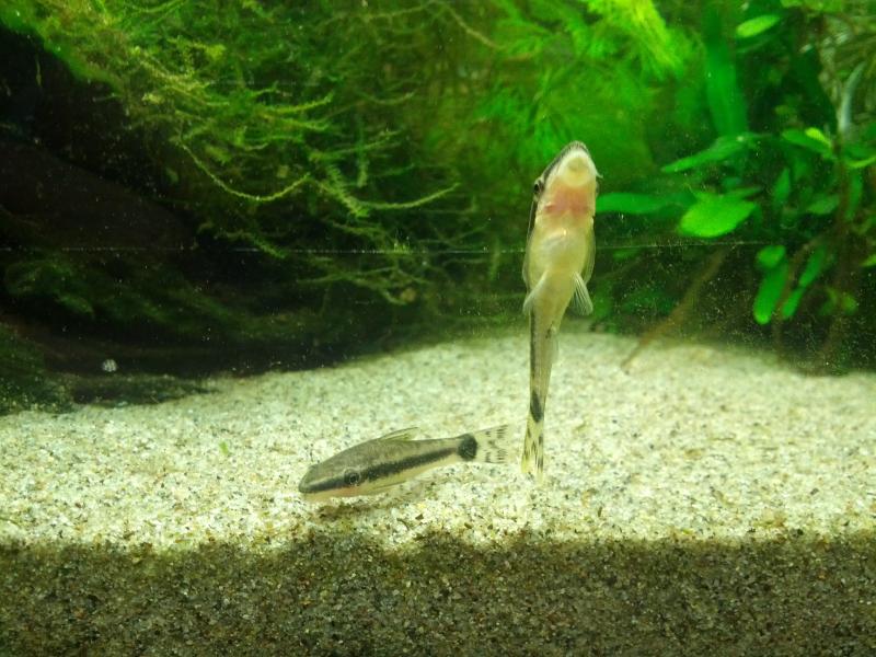 Otocinclus Macrospilus