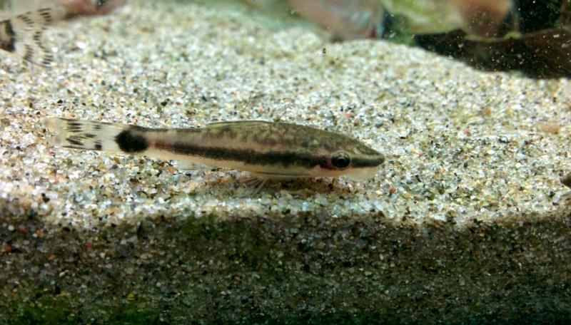 Otocinclus macrospilus