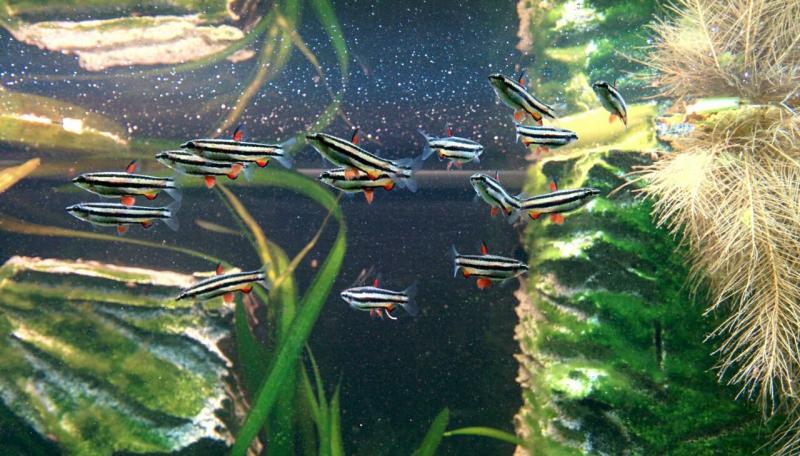 Nannostomus marginatus
