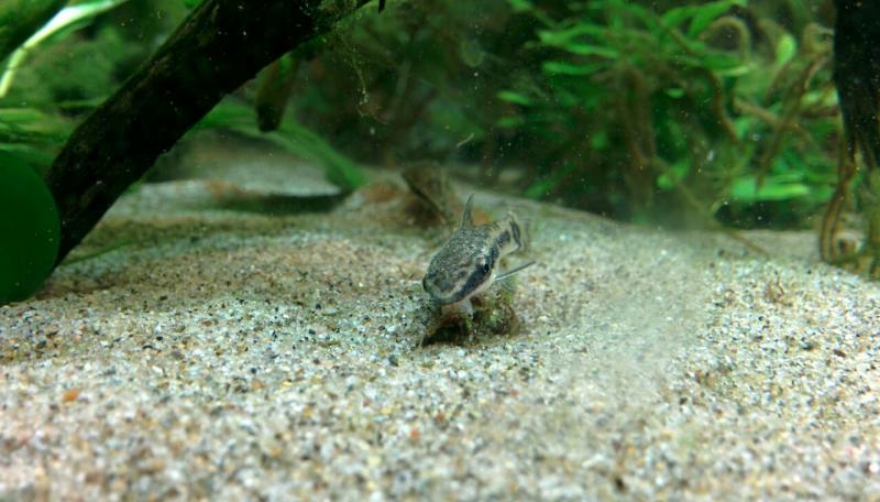 Otocinclus macrospilus