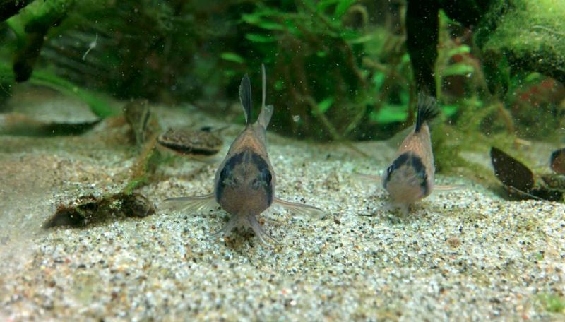 Corydoras panda