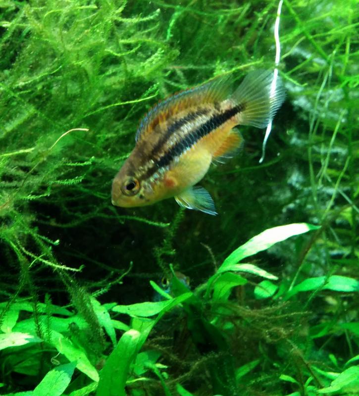 Agguato Nannacara