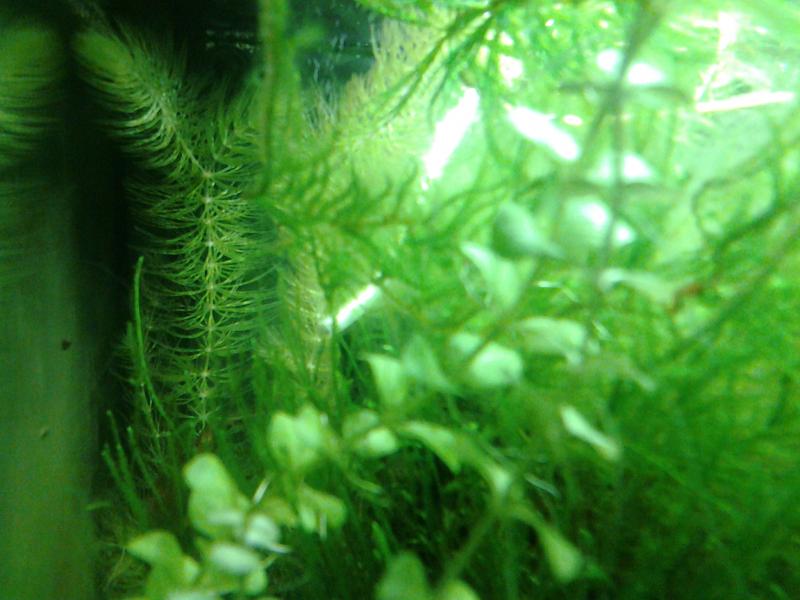 Vista laterale con ceratophyllum e muschio di java