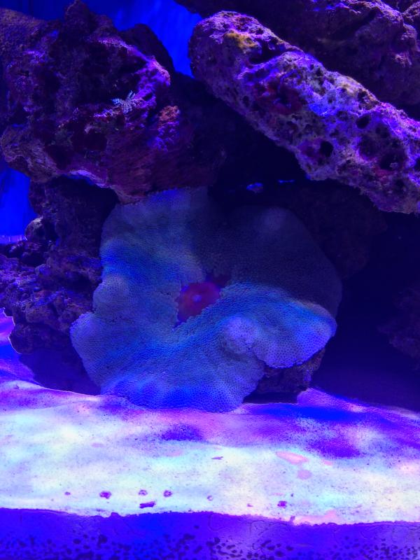 Anemone