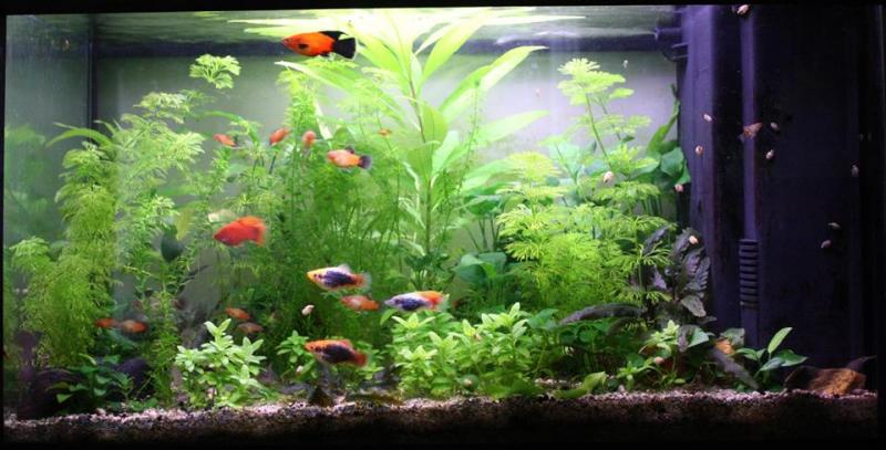 Acquario 60 litri, 23 marzo 2014 - prima della potatura delle piante