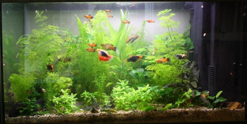 Acquario 60 litri, 23 marzo 2014 - dopo la potatura delle piante