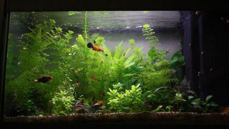Acquario 60 litri, 16 aprile 2014