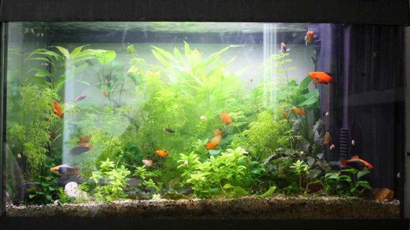 Acquario 60 litri, 18 maggio 2014