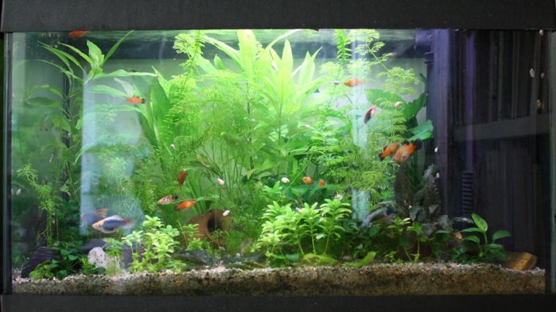 Acquario 60 litri, 8 giugno 2014