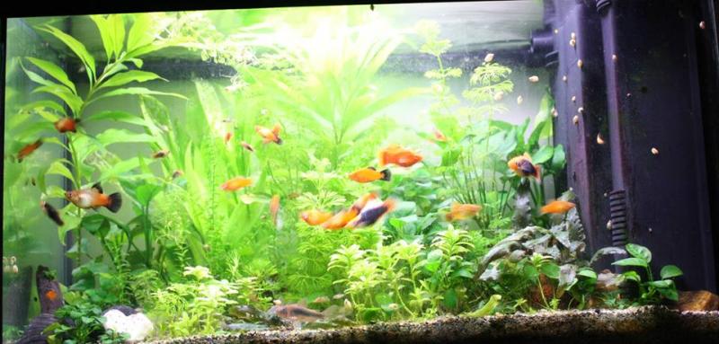 Acquario 60 litri, 30 giugno 2014