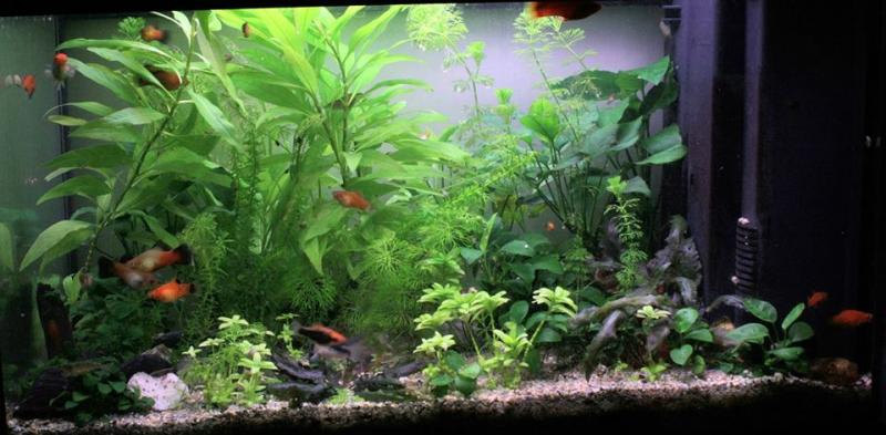 Acquario 60 litri, 26 luglio 2014