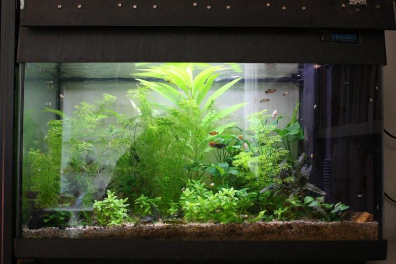 Acquario 60 litri, 16 marzo 2014
