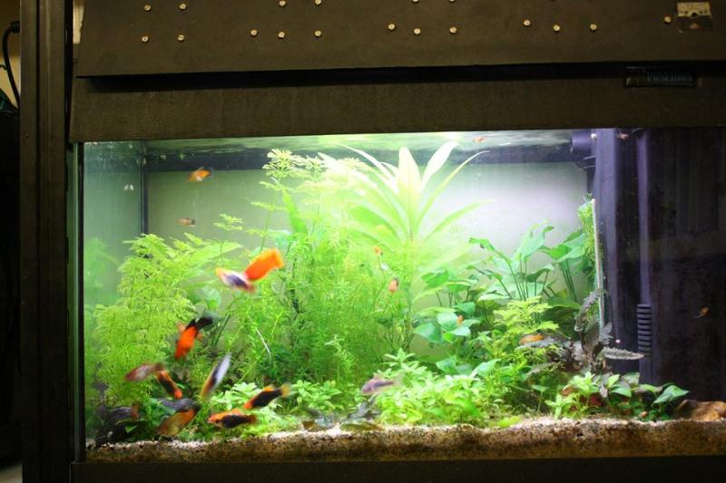 Acquario 60 litri, 2 marzo 2014